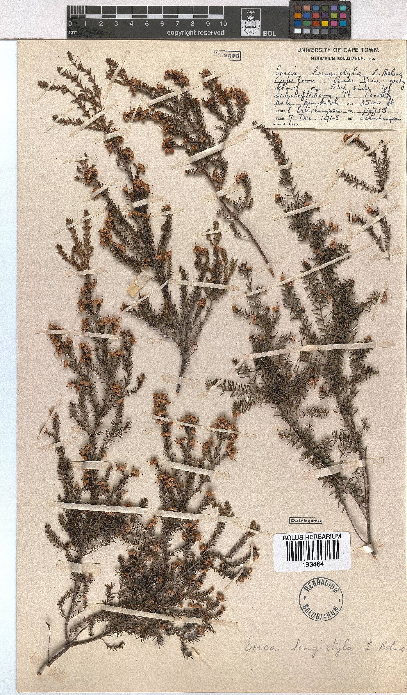 Erica longistyla image