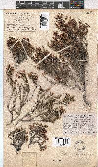 Erica longistyla image