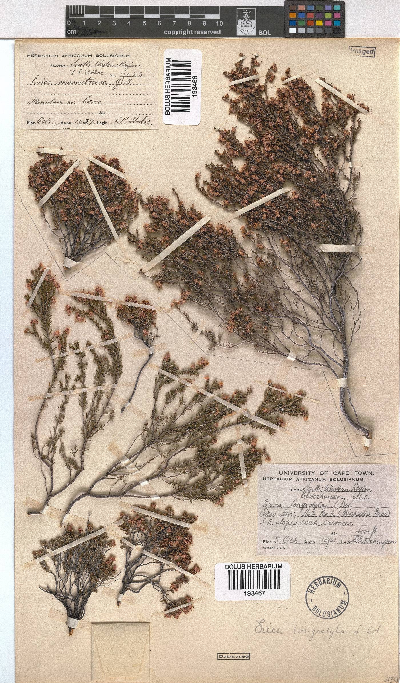 Erica longistyla image