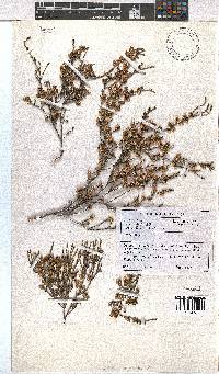 Erica argentea image