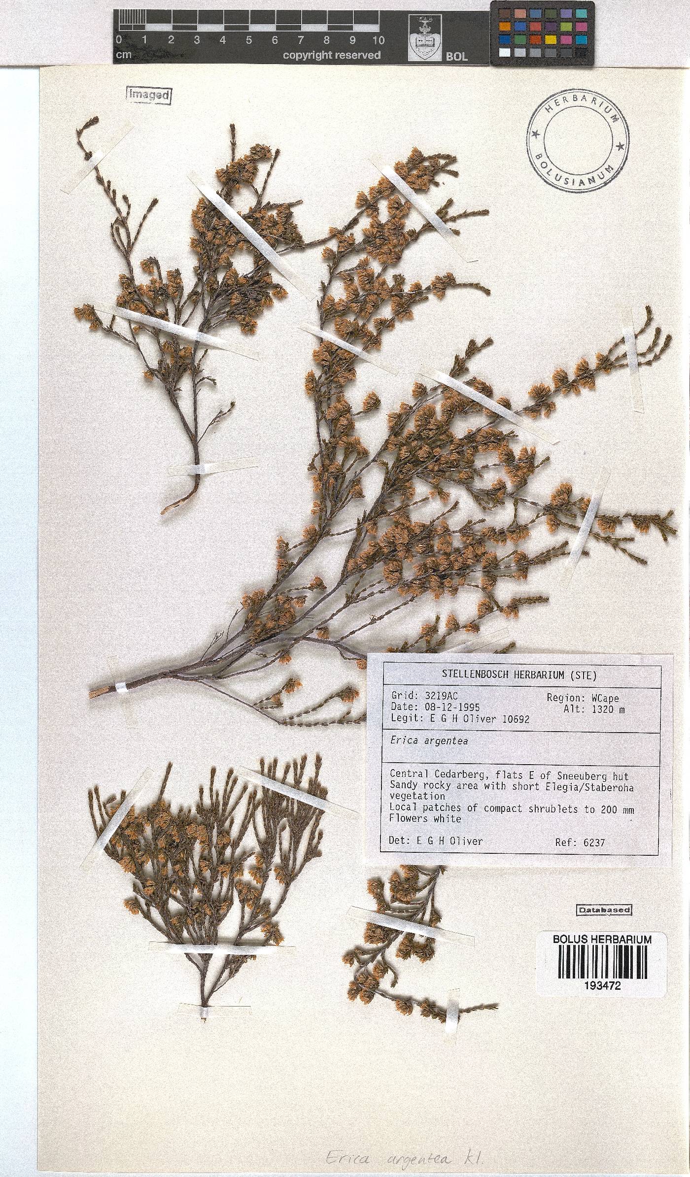Erica argentea image