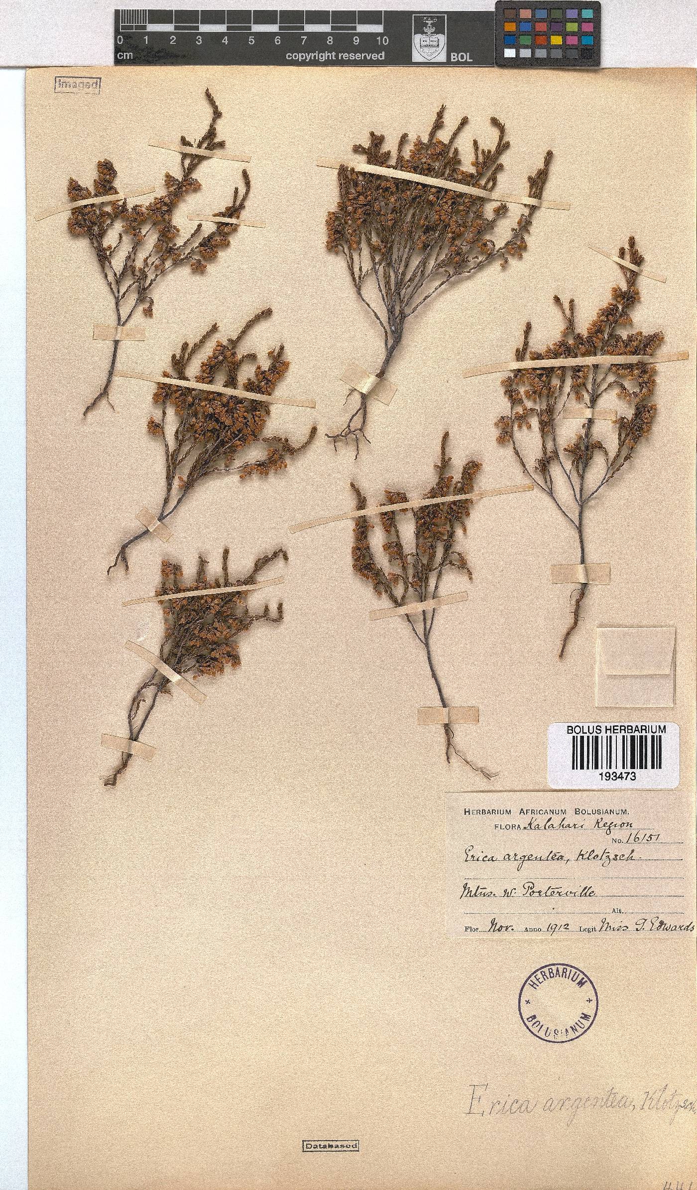 Erica argentea image