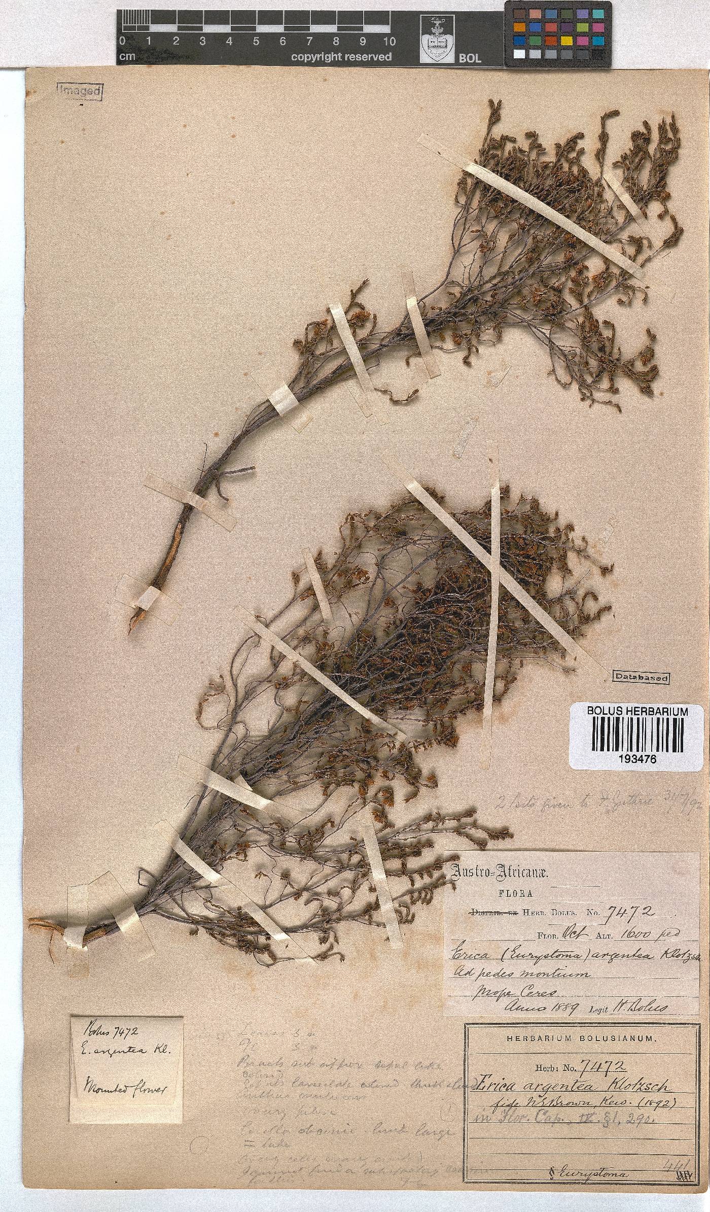 Erica argentea image