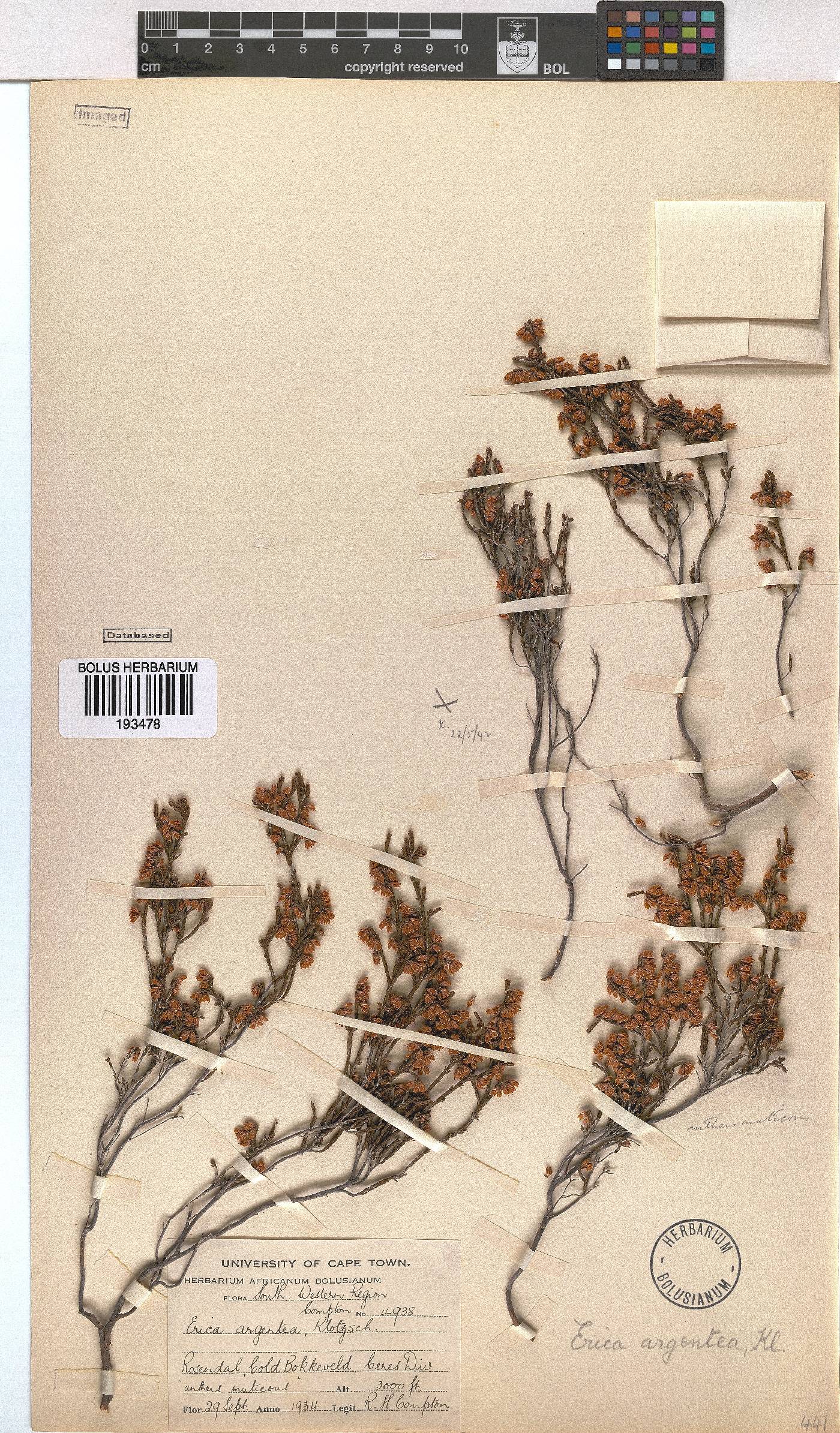 Erica argentea image