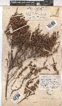 Erica argentea image