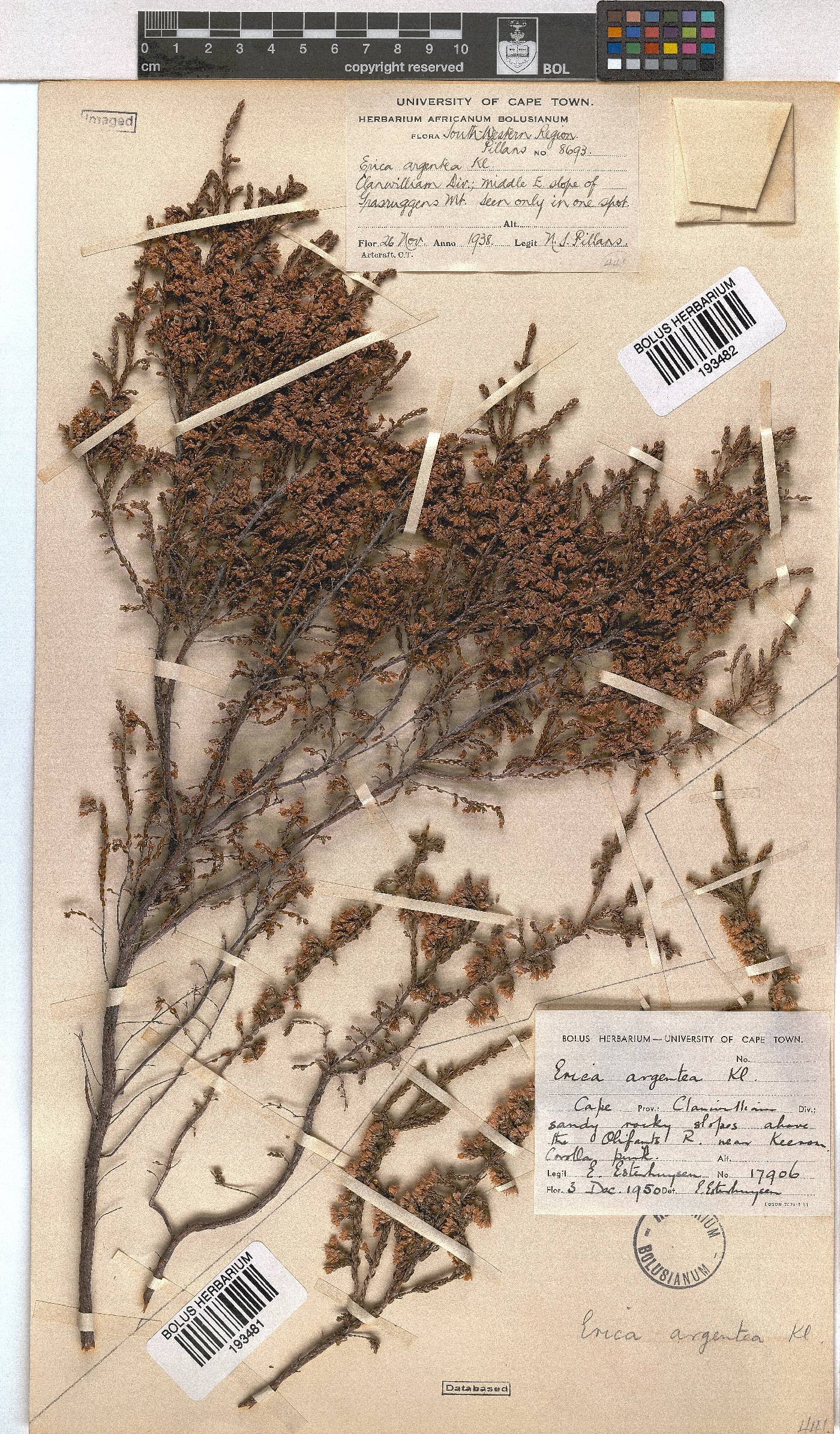 Erica argentea image