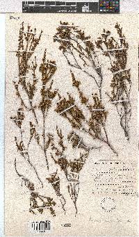 Erica argentea image