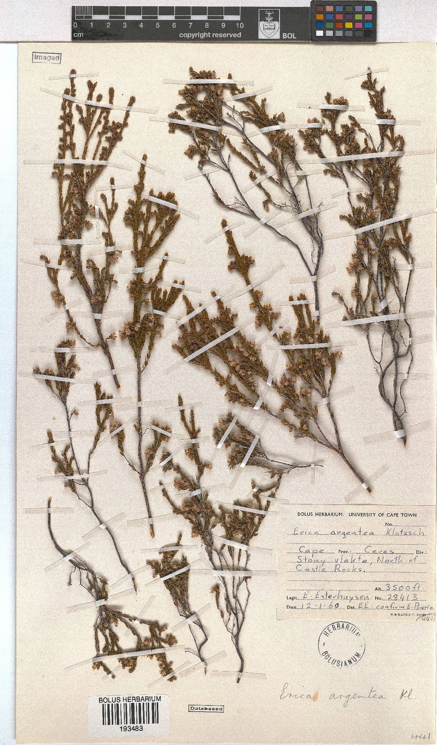 Erica argentea image