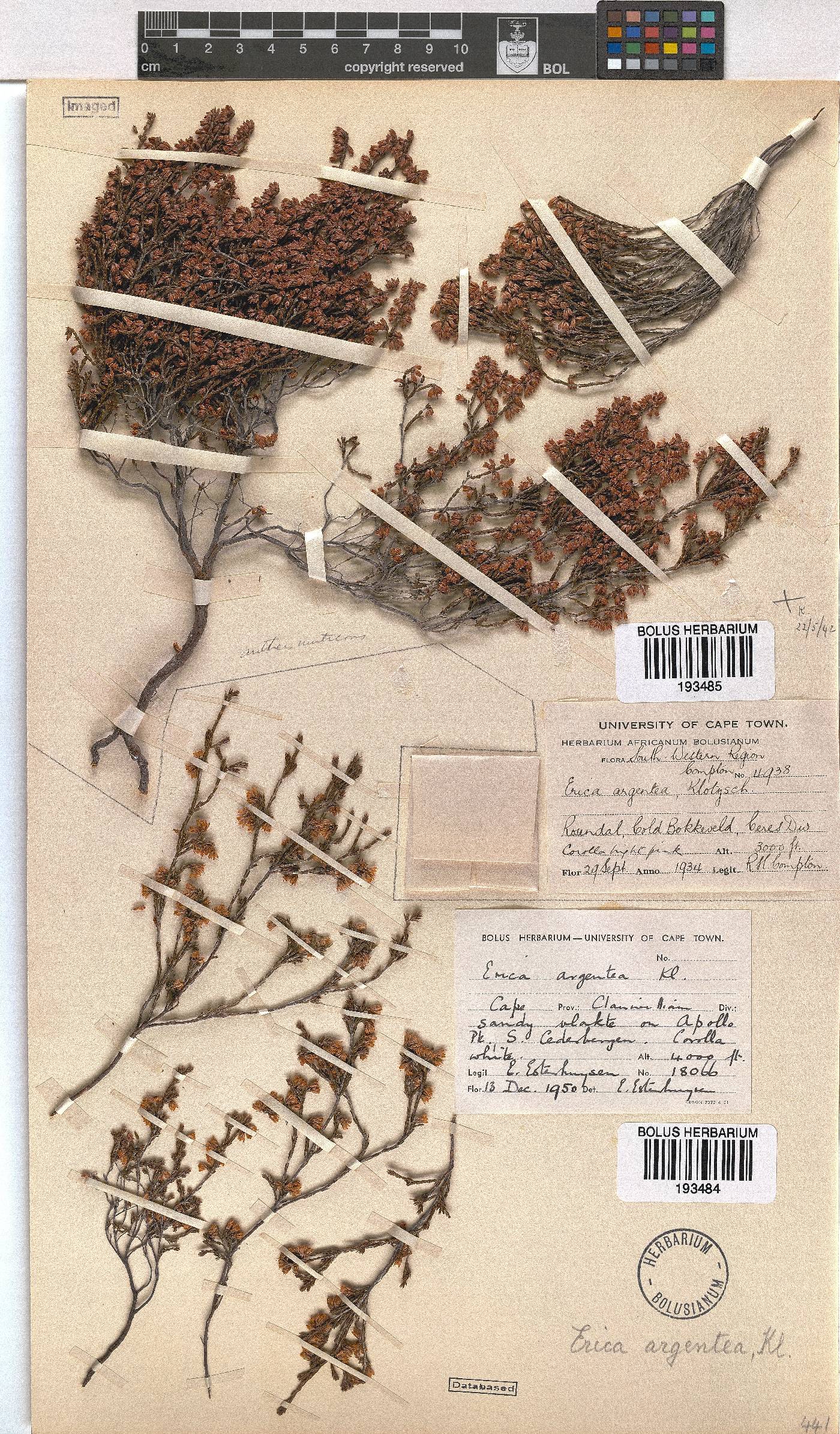 Erica argentea image