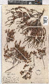 Erica argentea image