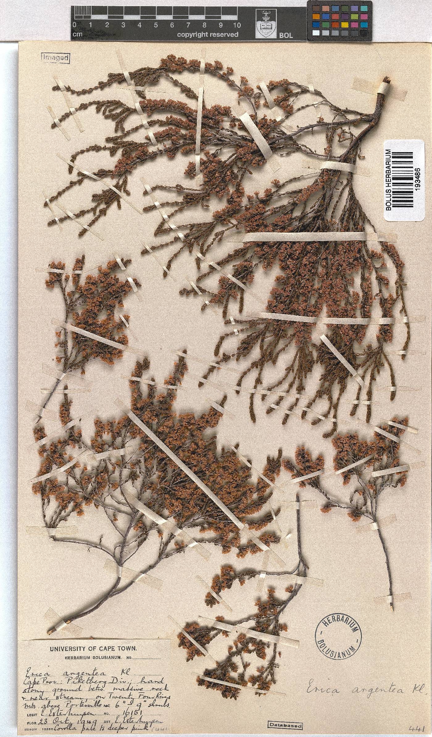 Erica argentea image