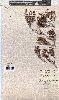 Erica argentea image