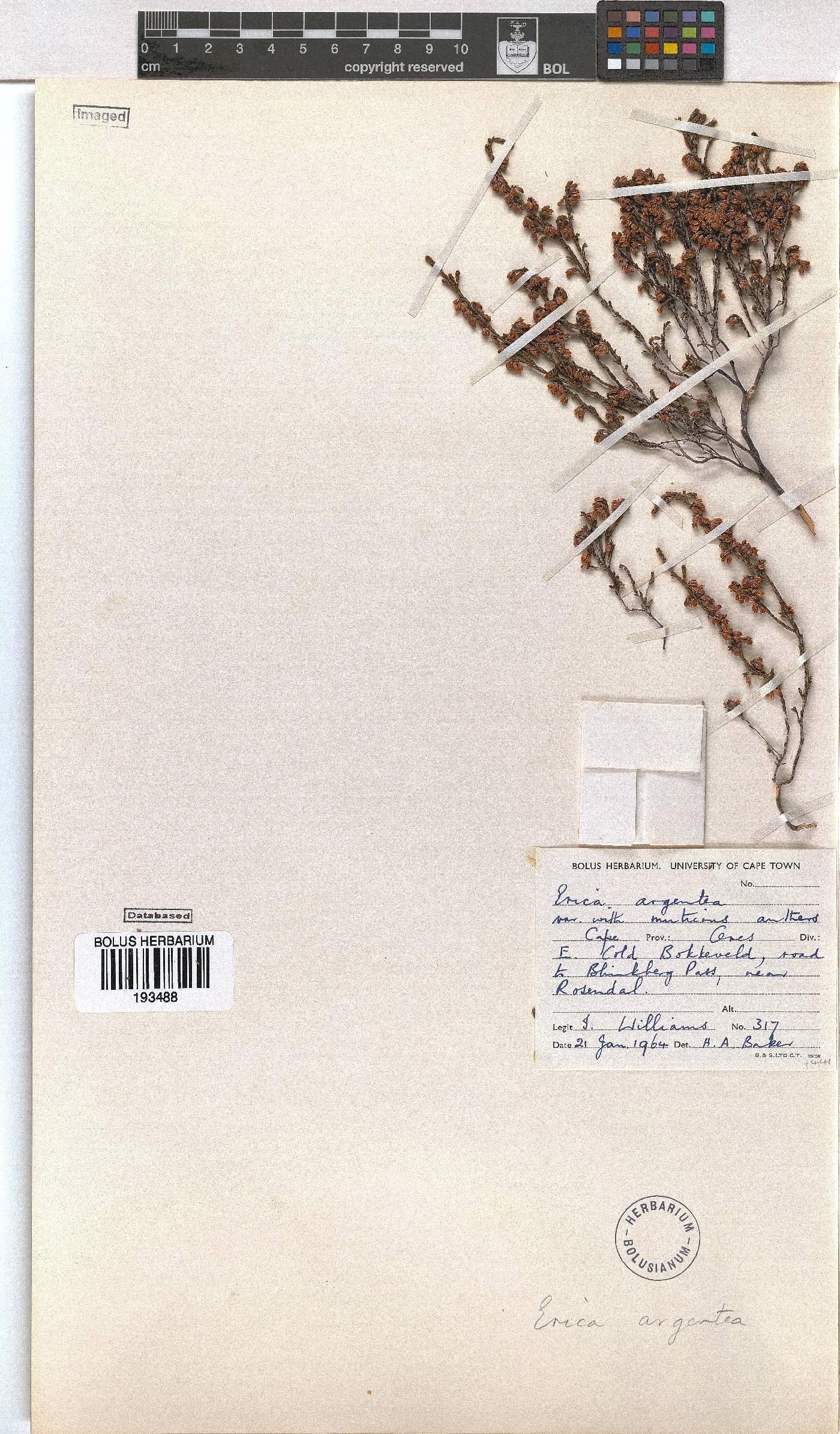Erica argentea image