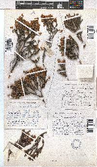 Erica lachnaeifolia image