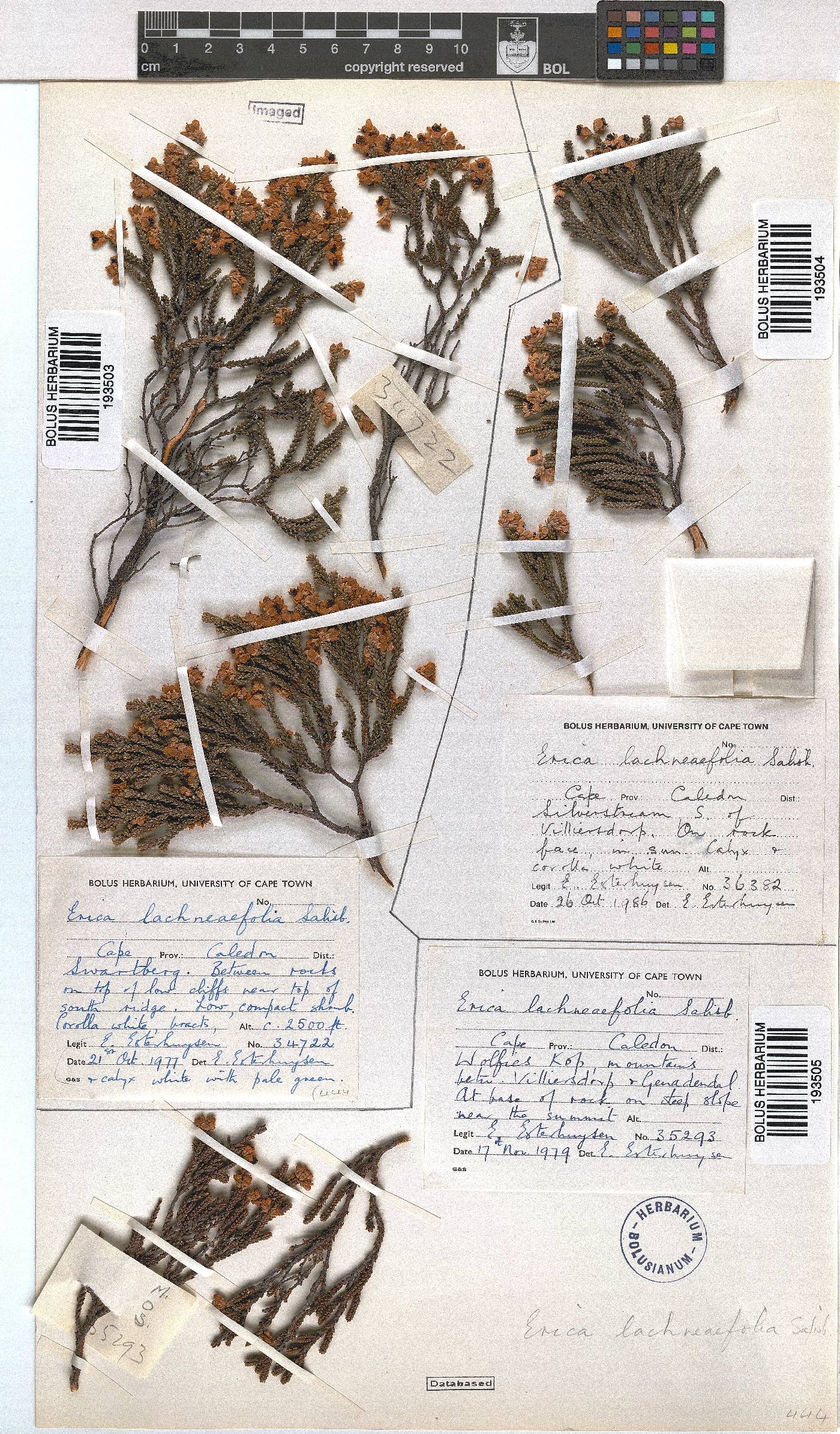 Erica lachnaeifolia image