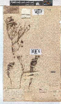 Erica lachnaeifolia image