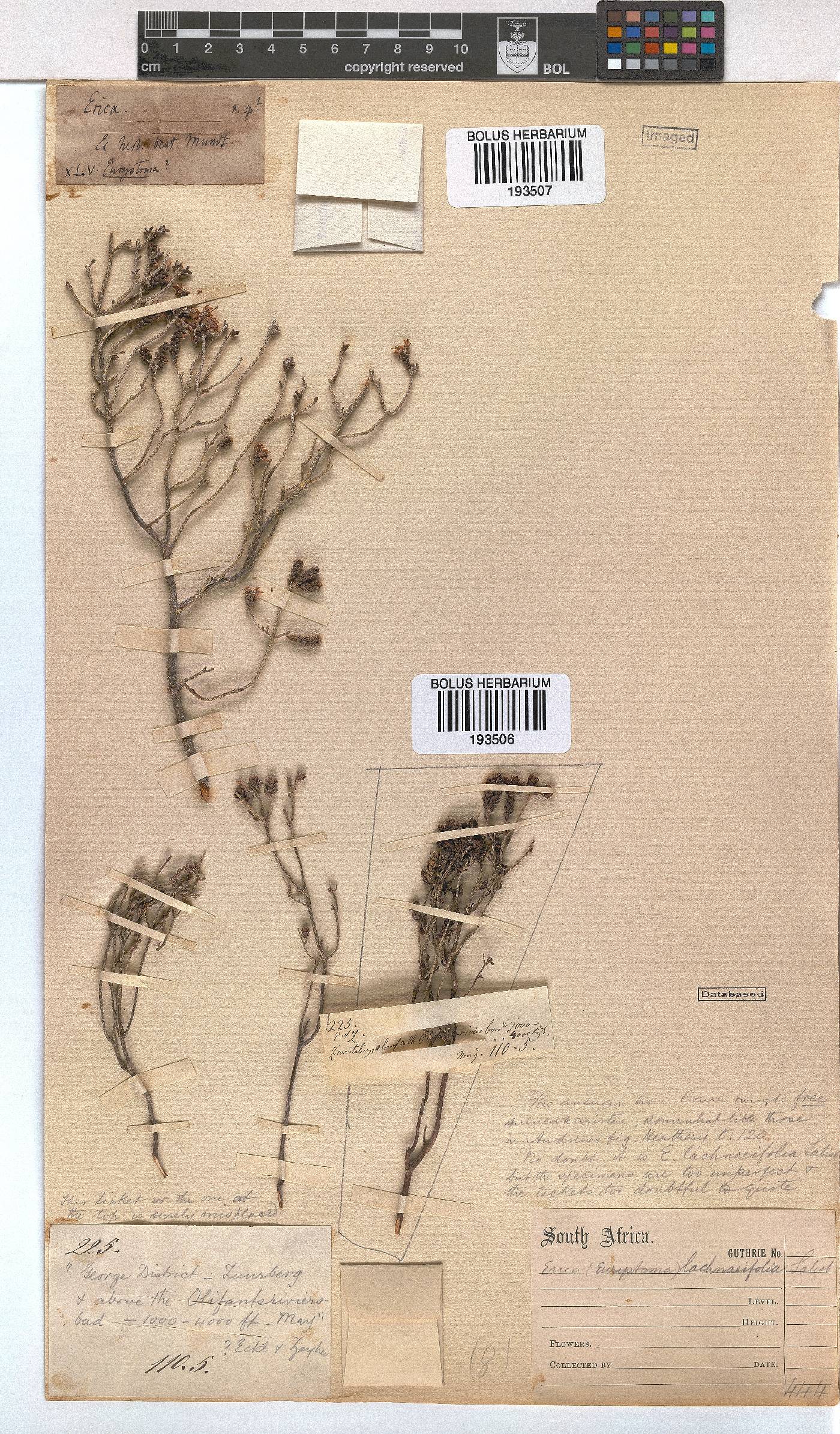 Erica lachnaeifolia image