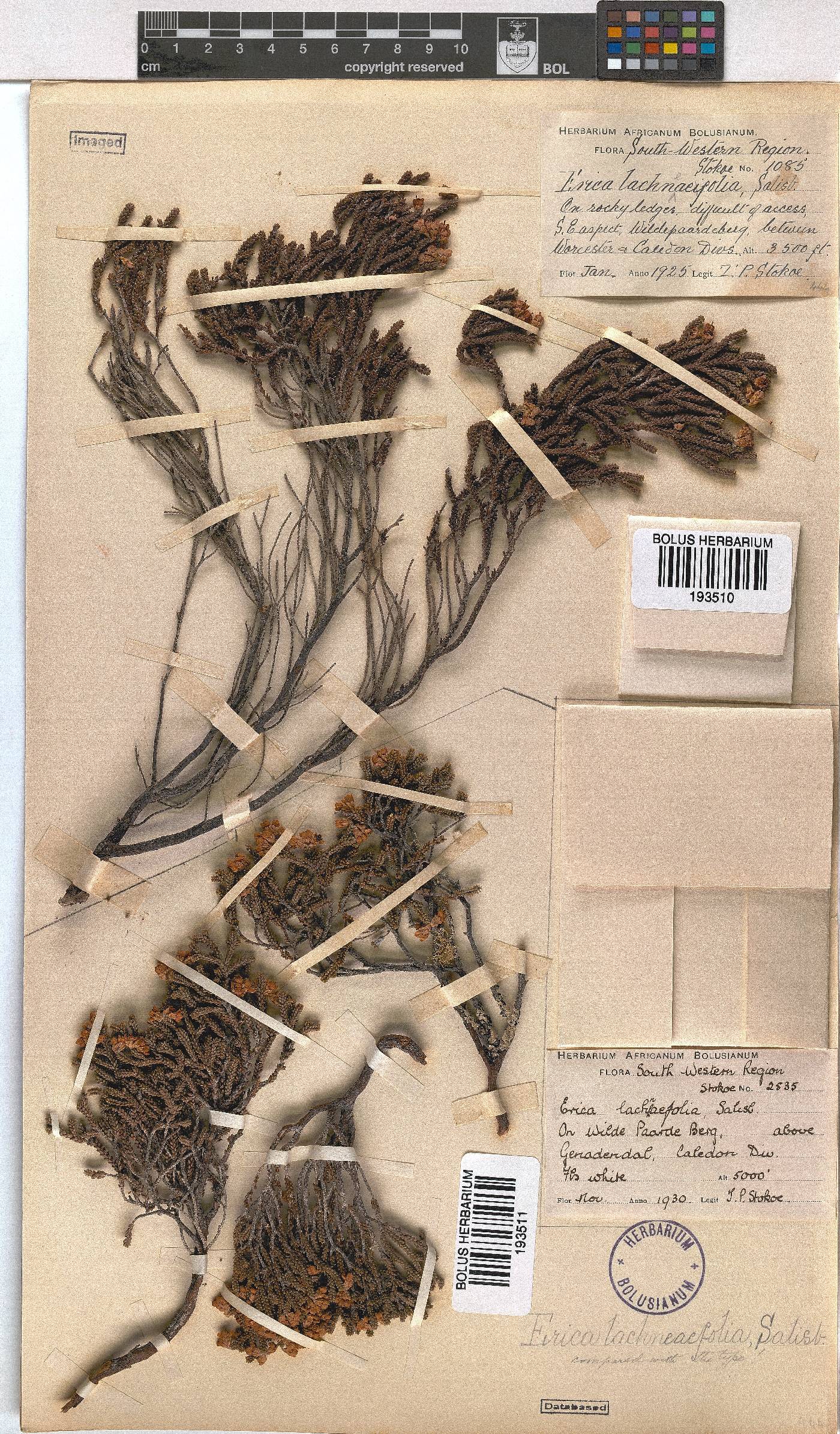 Erica lachnaeifolia image