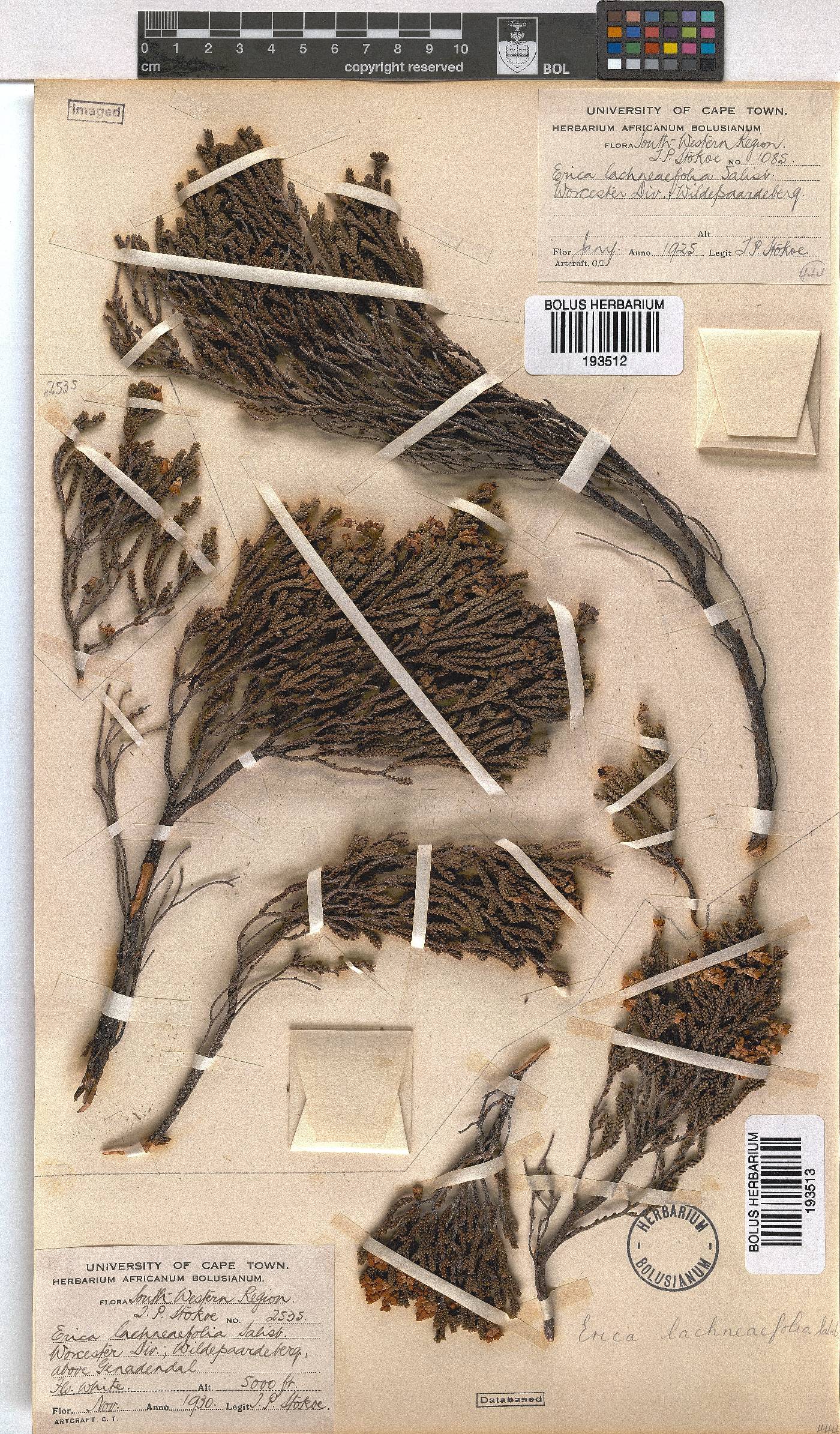 Erica lachnaeifolia image