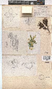 Erica calycina image