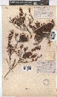 Erica calycina var. fragrans image