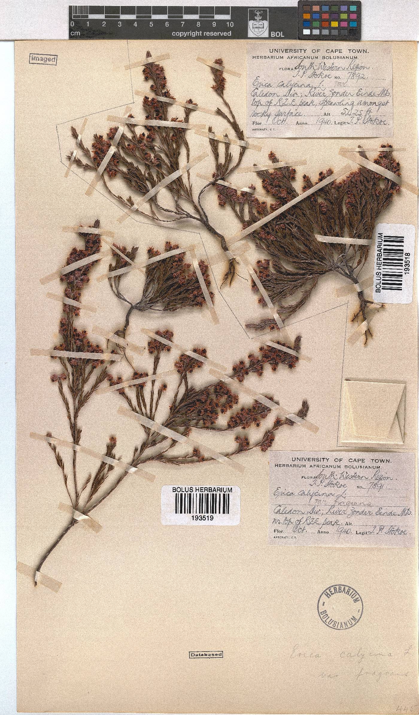 Erica calycina var. fragrans image