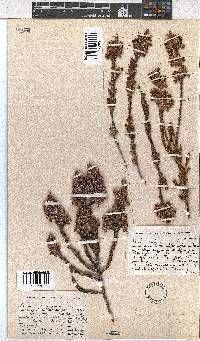 Erica calycina image