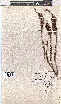 Erica calycina var. periplociflora image