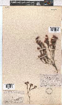 Erica calycina image