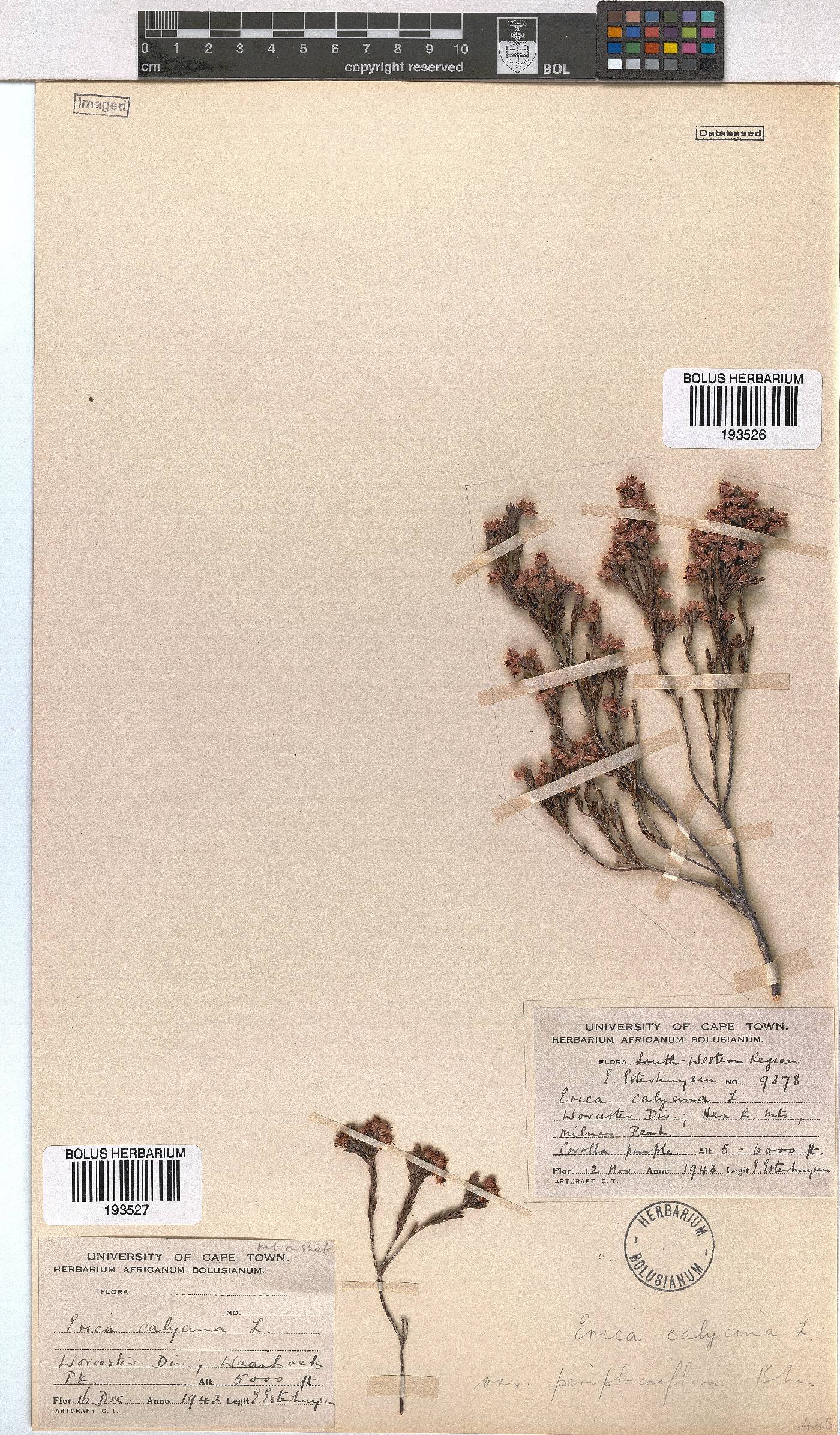 Erica calycina var. periplociflora image