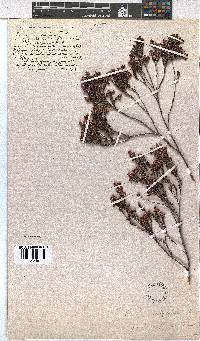 Erica calycina var. periplociflora image