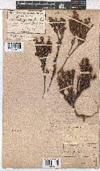 Erica calycina var. periplociflora image