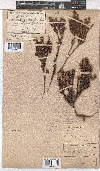 Erica calycina image