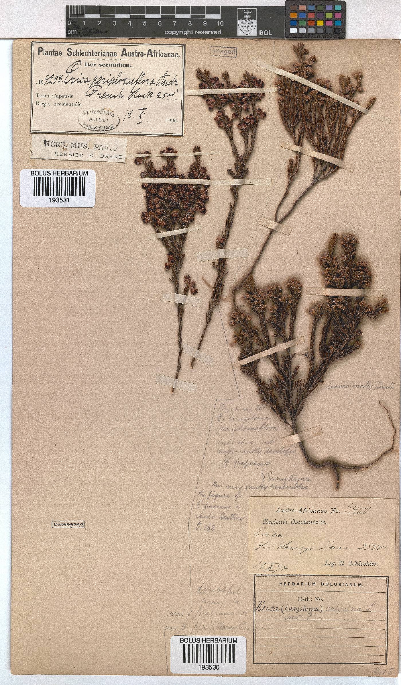 Erica calycina var. periplociflora image