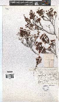 Erica calycina var. periplociflora image