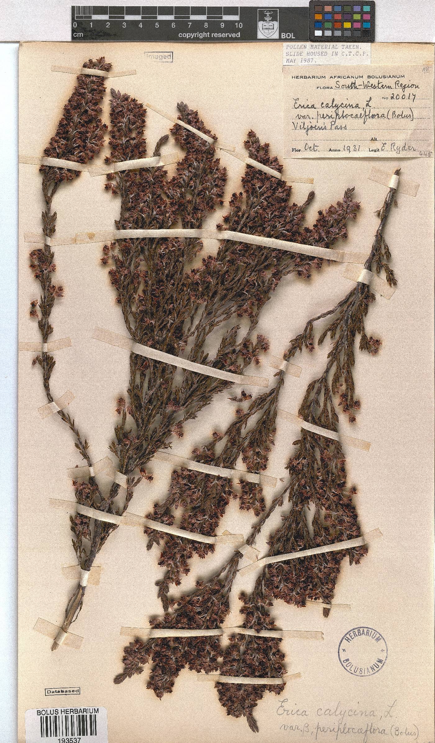 Erica calycina var. periplociflora image