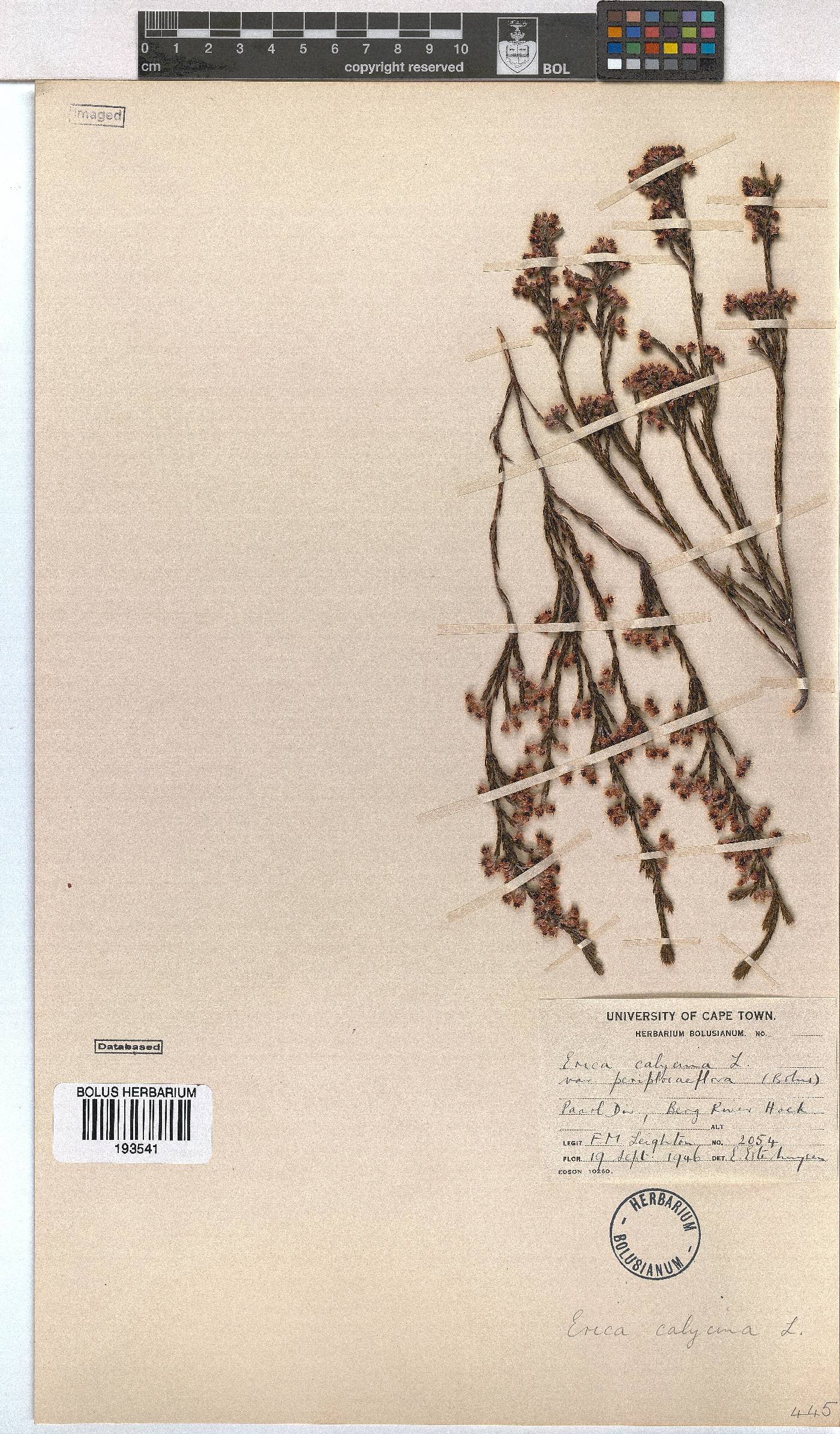 Erica calycina var. periplociflora image