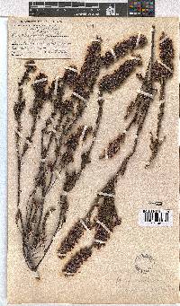 Erica calycina var. periplociflora image