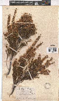 Erica calycina image