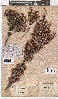 Erica calycina image