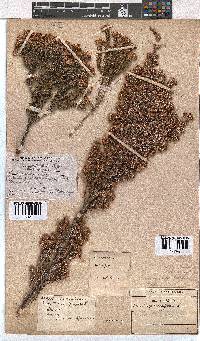 Erica calycina image