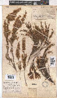 Erica calycina image