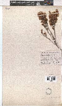 Erica calycina image