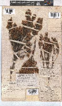 Erica calycina image