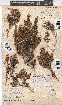 Erica calycina image