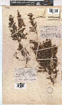 Erica calycina var. longibracteata image