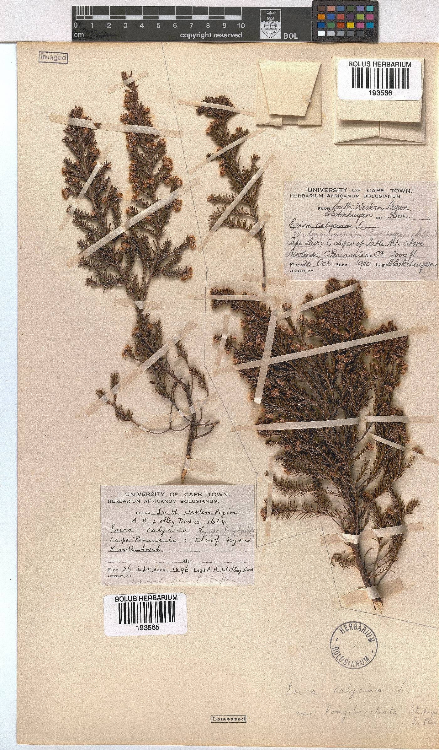 Erica calycina var. longibracteata image