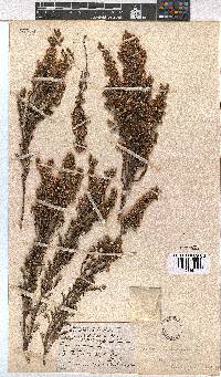 Erica calycina var. longibracteata image