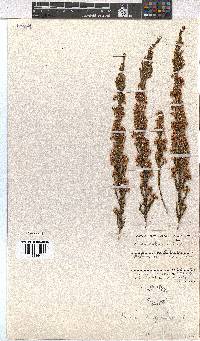 Erica calycina image