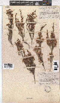 Erica calycina image